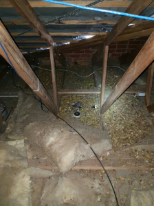 Leaves posing a fire risk around a downlight